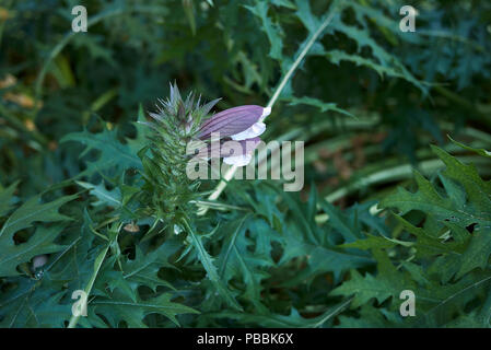 Acanthus mollis flowers Stock Photo