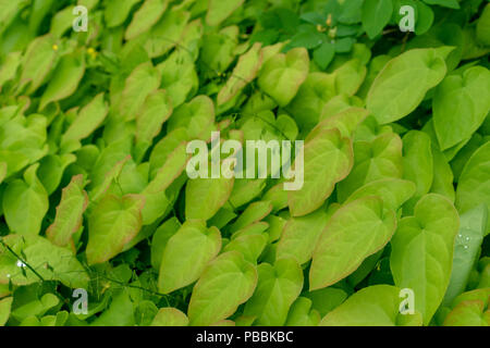 barrenwort plant leaves for background design, epimedium pinnatum from caucasus Stock Photo
