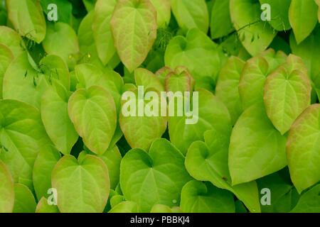 barrenwort plant leaves for background design, epimedium pinnatum from caucasus Stock Photo