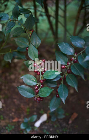 Sarcococca ruscifolia Stock Photo