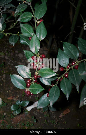 Sarcococca ruscifolia Stock Photo