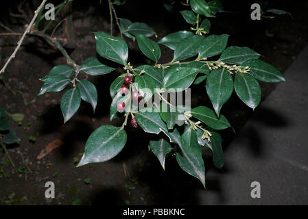 Sarcococca ruscifolia Stock Photo