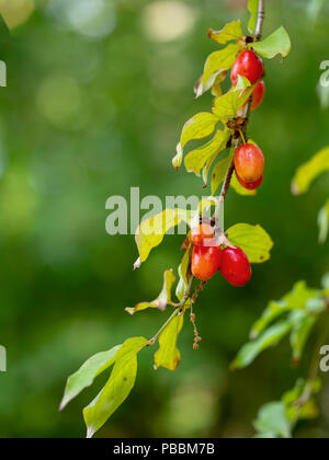 Red berries of Cornelian Cherry, Dogwood aka Cornus mas. Natural food. Stock Photo