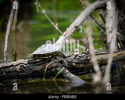 Small Northern map turtle on wood Stock Photo - Alamy