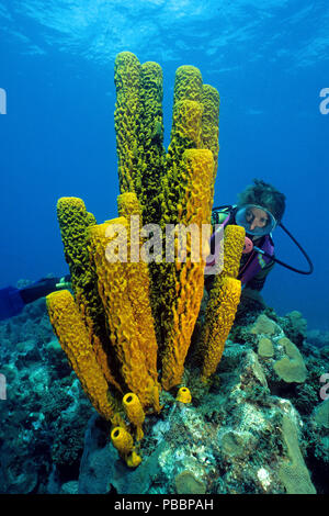 Scuba diver behind a yellow-green candle sponge or yellow tube sponge (Aplysina fistularis), Utila island, Bay islands, Honduras Stock Photo