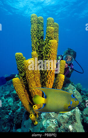 Scuba diver behind a yellow-green candle sponge (Aplysina fistularis) watches a Queen Angelfish (Holacanthus ciliaris), Utila island, Honduras Stock Photo