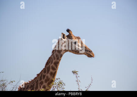 Giraffe from the side with blue sky background Stock Photo