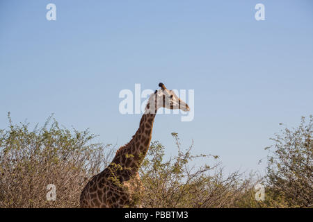Giraffe from the side amongst trees with blue sky background Stock Photo