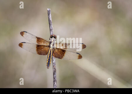 Female Widow Skimmer (Libellula luctuosa) perched on a twig Stock Photo