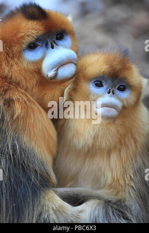 Golden monkey (Rhinopithecus roxellana) adult male and female huddled together, Qinling Mountains, China. Stock Photo