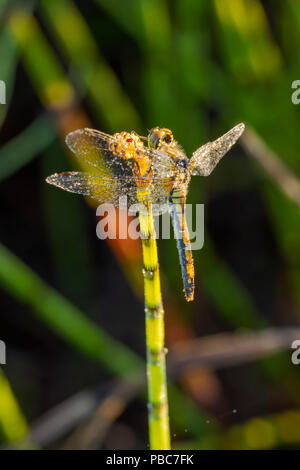 Black Darter (female) dragonfly (Sympetrum danae) perched on Water Horsetail (Equisetum fluviatile) drying overnight dew in the morning sun. Stock Photo