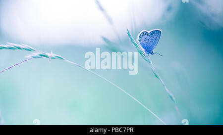 Nature background concept. Beautiful summer meadow background. Inspirational nature closeup. Stock Photo