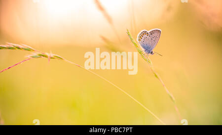 Nature background concept. Beautiful summer meadow background. Inspirational nature closeup. Stock Photo