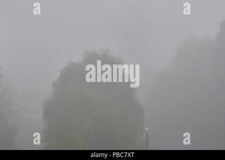 A willow in mist Stock Photo