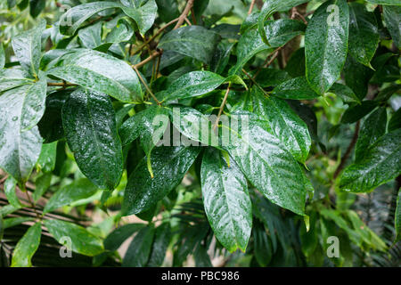 view of tropical garden with exotic plants and big leaves Stock Photo