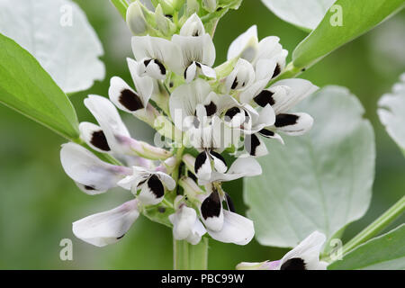 Close up of white flowers on a vicia fabia (broad bean) plant Stock Photo