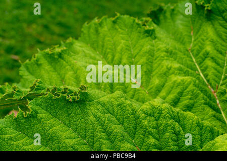 detailed view of rare south american giant rhubarb Stock Photo