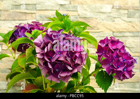 Purple hydrangea on background of stone decorative. Studio Photo Stock Photo