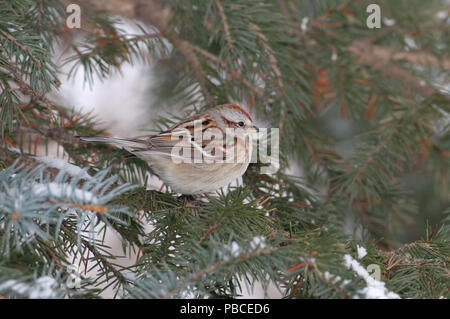 American Tree Sparrow December 29th, 2007 Big Sioux Recreation Area near Brandon, South Dakota Stock Photo