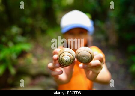 Child holding up two giant rainforest snail shells, Nandroya Falls Circuit, Atherton Tablelands, QLD, Australia Stock Photo