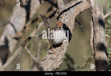 Rufous-winged Sparrow November 9th, 2015 Coronado National Forest, Arizona Canon 70D, 400 5.6L Stock Photo