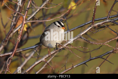 White-crowned Sparrow October 8th, 2008 Minnehaha County, South Dakota Canon 40D, 400 5.6L Stock Photo