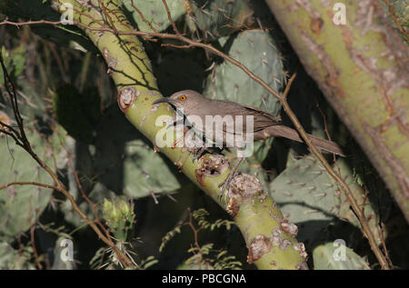 Curve-billed Thrasher in Palo Verde tree May 6th, 2008 near Tucson, Arizona Stock Photo