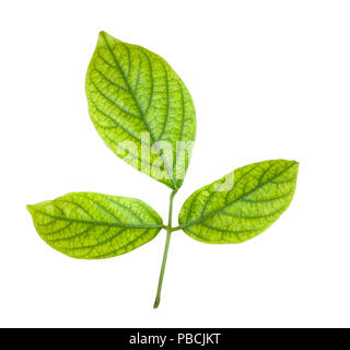 Ivy-Arum or Devil-Ivy leaves isolated on white background Stock Photo