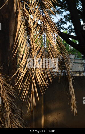 dried palm leaves hanging Stock Photo