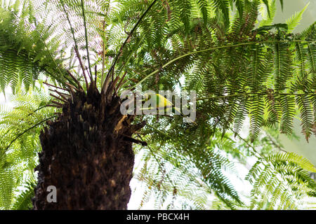 budgerigar with yellow and green feather sitting on palm tropical bird Stock Photo