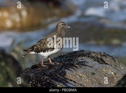 Black Turnstone April 12th, 2011 Lands End of San Francisco, California Stock Photo