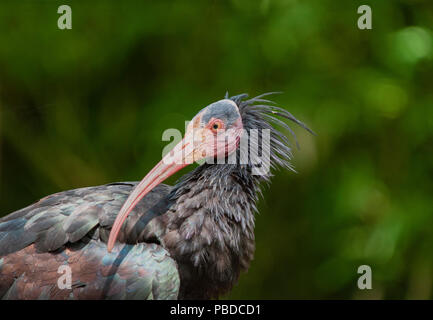 adult Northern Bald Ibis,(Geronticus eremita) also known as Hermit Ibis or Waldrapp Stock Photo