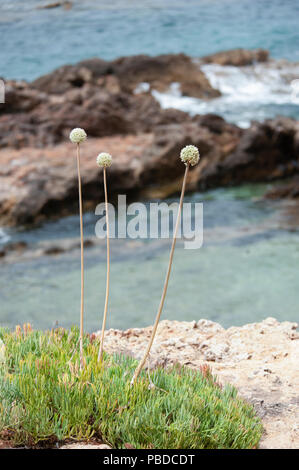 Ibizan coastal rocks with shrubs Rock Samphire and Allium, Ibiza, Balearic Islands, Mediterranean Sea, Spain Stock Photo