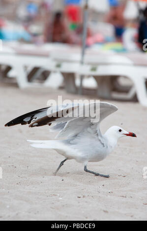 Audouin's Gull, (Ichthyaetus audouinii), looking for food scraps on Es Canar beach, Ibiza Island, Balearic Islands, Mediterranean Sea, Spain, Europe Stock Photo