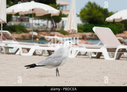 Audouin's Gull, (Ichthyaetus audouinii), looking for food scraps on Es Canar beach, Ibiza Island, Balearic Islands, Mediterranean Sea, Spain, Europe Stock Photo