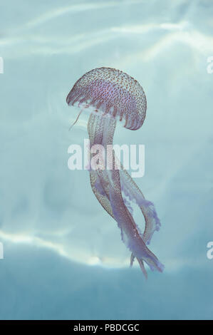 Luminescent Jellyfish or Mauve Stinger, (Pelagia noctiluca), Mediterranean Sea, Balearic Islands, Spain, Europe