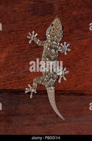 Moorish Wall Gecko,(Tarentola mauritanica), also known as Common Wall Gecko, hunting insects on wall, Ibiza, Balearic Islands, Spain Stock Photo