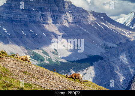 A pair of mountain goats graze on the summit of Parker Ridge in Jasper National Park in the Canadian Rockies with Big Ben Peak in the background. Stock Photo