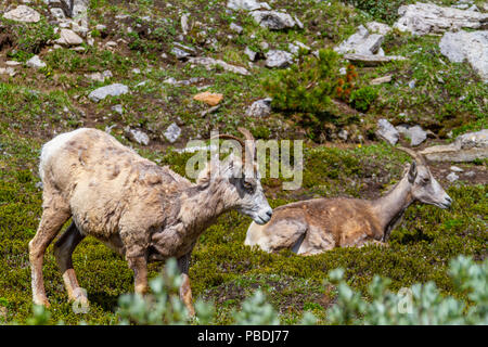 Mountain goats grazing on the summit of Parker Ridge in Jasper National Park in the Canadian Rockies. Stock Photo