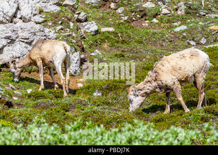 Mountain goats grazing on the summit of Parker Ridge in Jasper National Park in the Canadian Rockies. Stock Photo