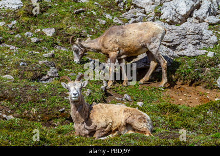 Mountain goats grazing on the summit of Parker Ridge in Jasper National Park in the Canadian Rockies. Stock Photo