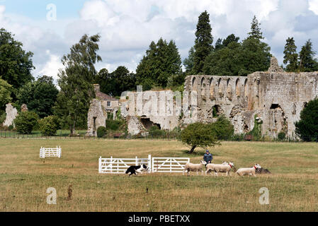 Jervaulx Abbey, North Yorkshire, UK. 28th July, 2018. Competitor in the English National Sheepdog Trials taking place at Jervaulx Abbey, North Yorkshire. The Trials take place over the weekend 27th-29th July in the Abbey grounds. Credit: John Bentley/Alamy Live News Stock Photo