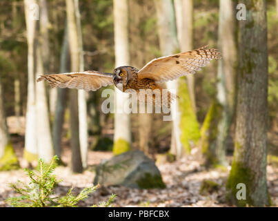 Portrait of long-eared owl with  spreaded wings out - Asio otus Stock Photo