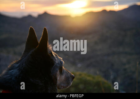 An Australian Cattle Dog, Blue Heeler, watches the sunset, Sonoran Desert, Coronado National Forest, Mount Lemmon, Summerhaven, Arizona, USA. Stock Photo