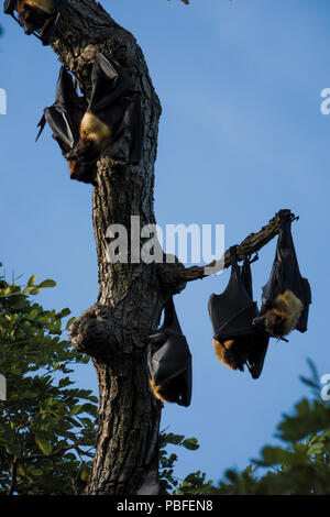 Indian flying fox (Pteropus giganteus) hanging from tree in Tissamaharama, Sri Lanka