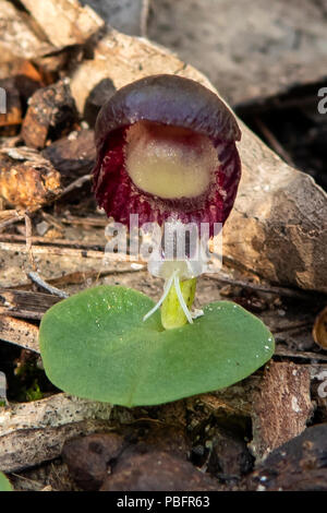 Corybas diemenicus, Veined Helmet-orchid at Baluk Willam Flora Reserve, Belgrave South, Victoria, Australia Stock Photo