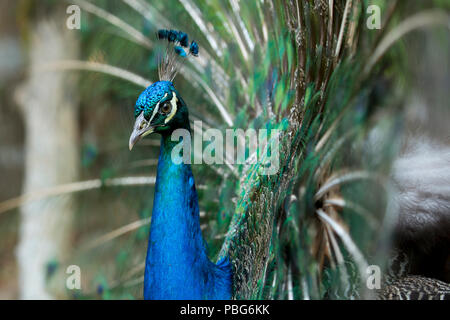 Peacock, Colombia Stock Photo