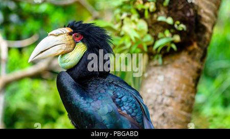 Female Wreathed Hornbill on tree branch Stock Photo