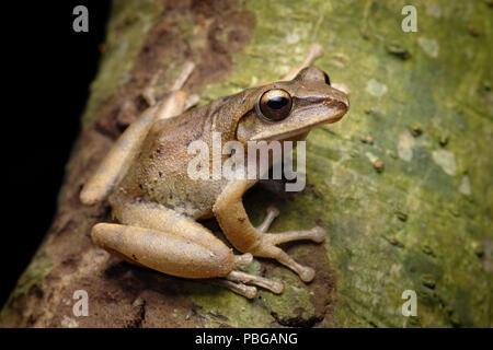 Brown Tree Frog Polypedates megacephalus Stock Photo