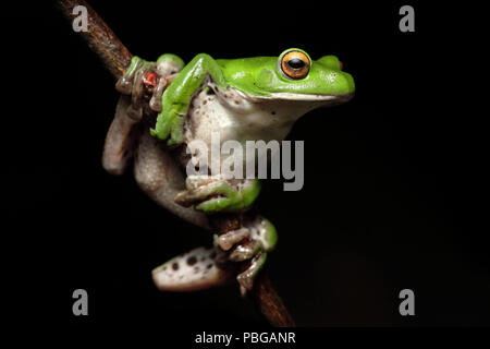 Moltrecht's Green Nantou Tree Frog Rhacophorus moltrechti Stock Photo